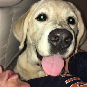 Meet your Posher, Pippa